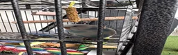Budgerigars birds for sale: 6 budgies for sale beautiful colpurs - Advert 2