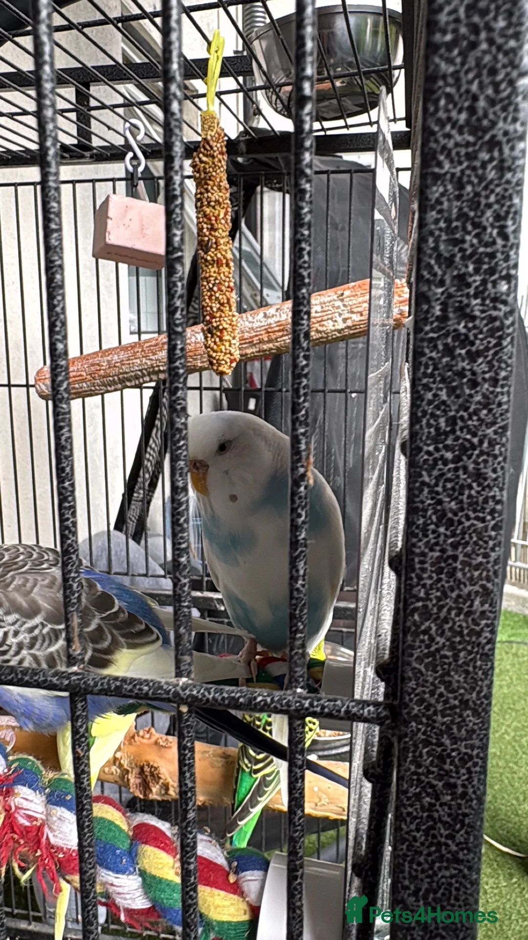 Budgerigars birds for sale: 6 budgies for sale beautiful colpurs - Advert 2