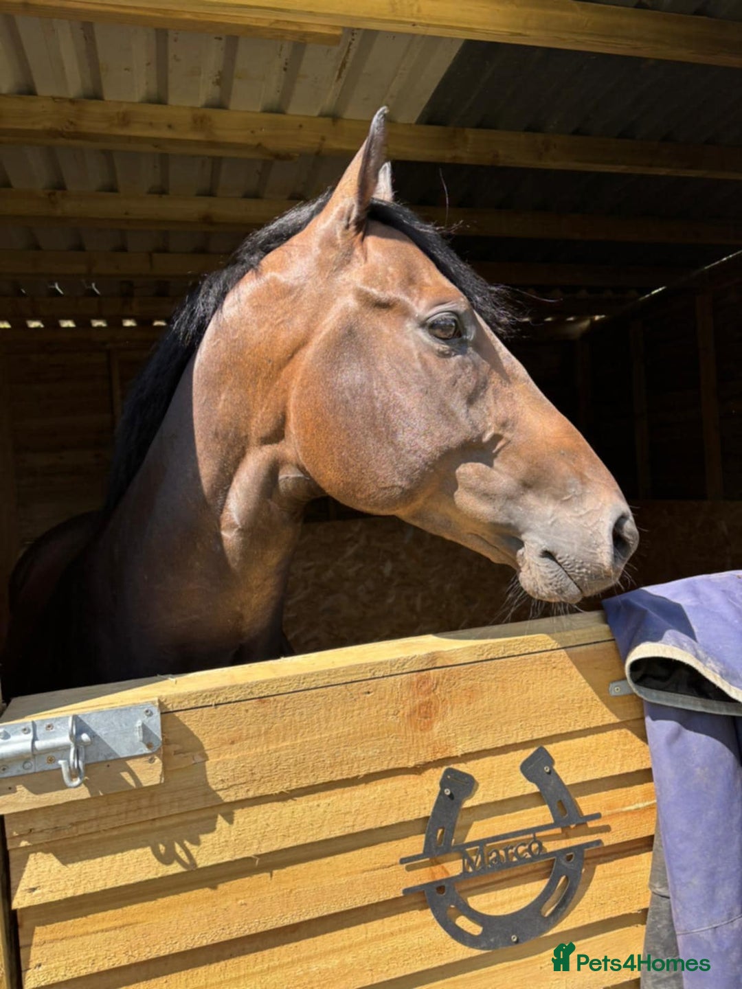 Irish Thoroughbred horses for sale: 15.2 5yr old Bay Gelding  - Image 2