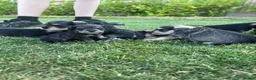 Miniature Schnauzer dogs for sale: Stunning litter of miniature schnauzers 🐶  in Sheerness - Advert 11