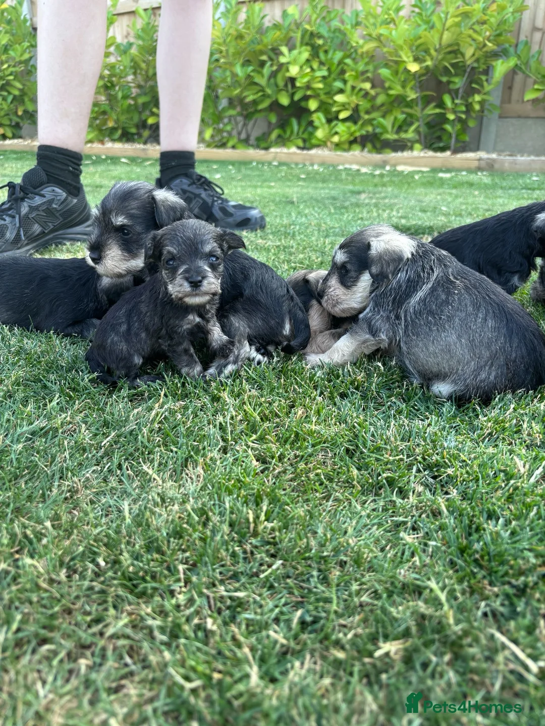 Miniature Schnauzer dogs for sale: Stunning litter of miniature schnauzers 🐶  in Sheerness - Advert 11