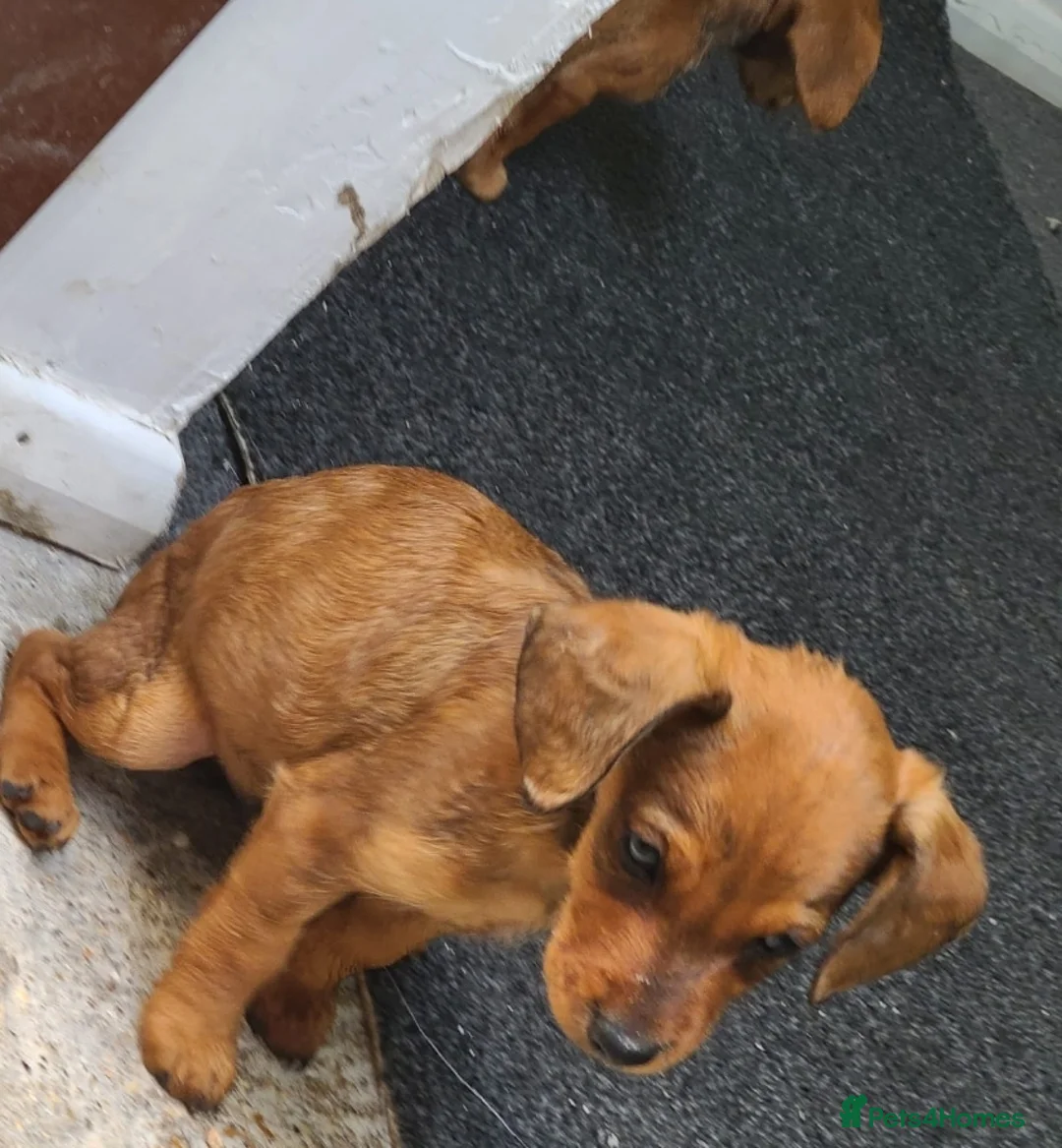 Mixed Breed dogs for sale: Beautiful puppies ready now  - Advert 1