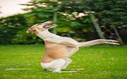 Whippet dogs for sale: Sadly for rehoming mother and son kc whippets. - Image 5