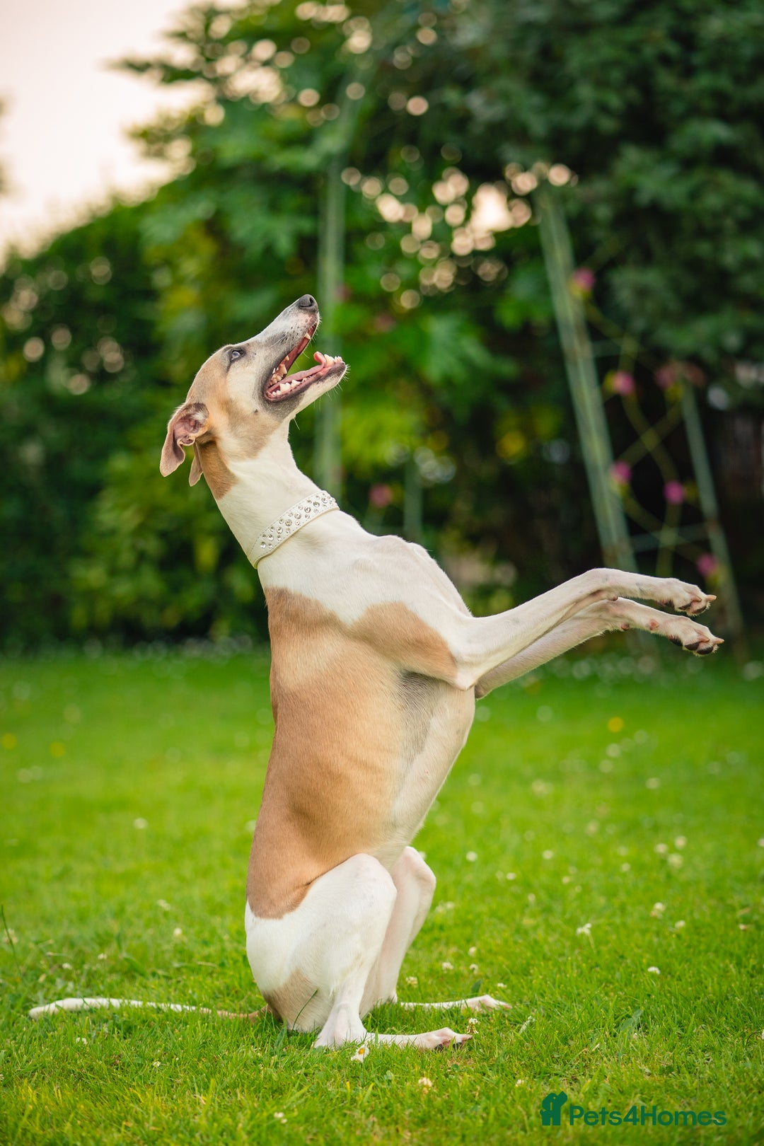 Whippet dogs for sale: Sadly for rehoming mother and son kc whippets. - Image 5
