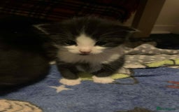 Mixed Breed cats for sale: 1 beautiful girl kitten - Advert 9