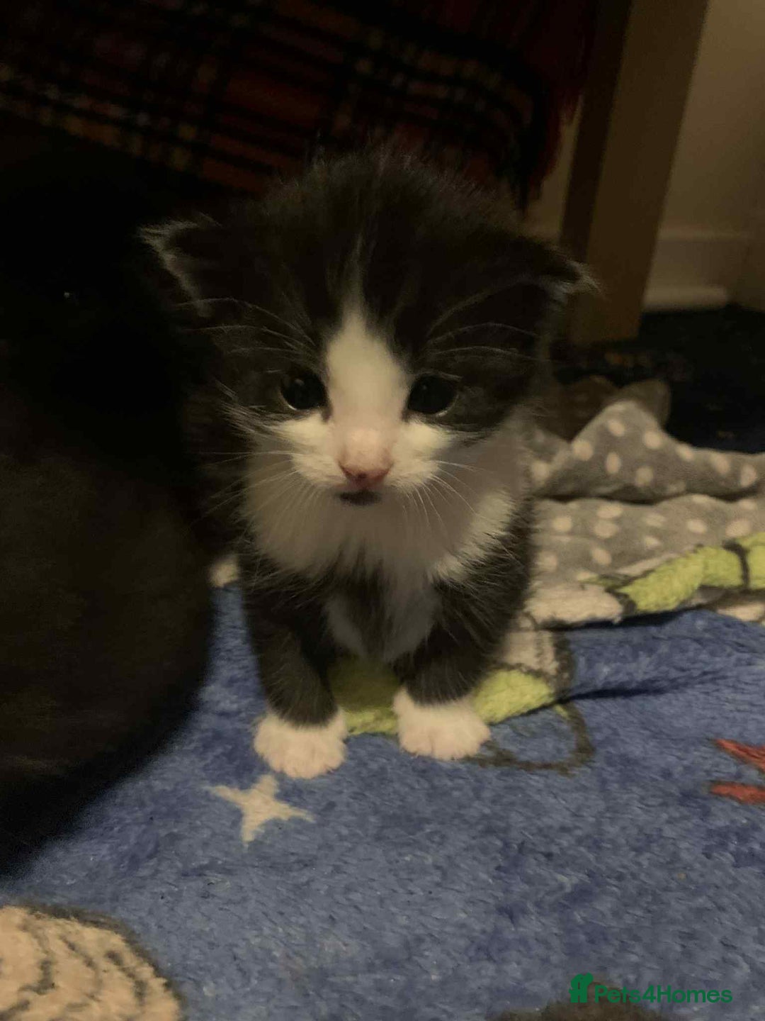 Mixed Breed cats for sale: 1 beautiful girl kitten - Advert 9