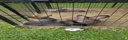 Continental Giant rabbits for sale: Continental Giant rabbits - Advert 6