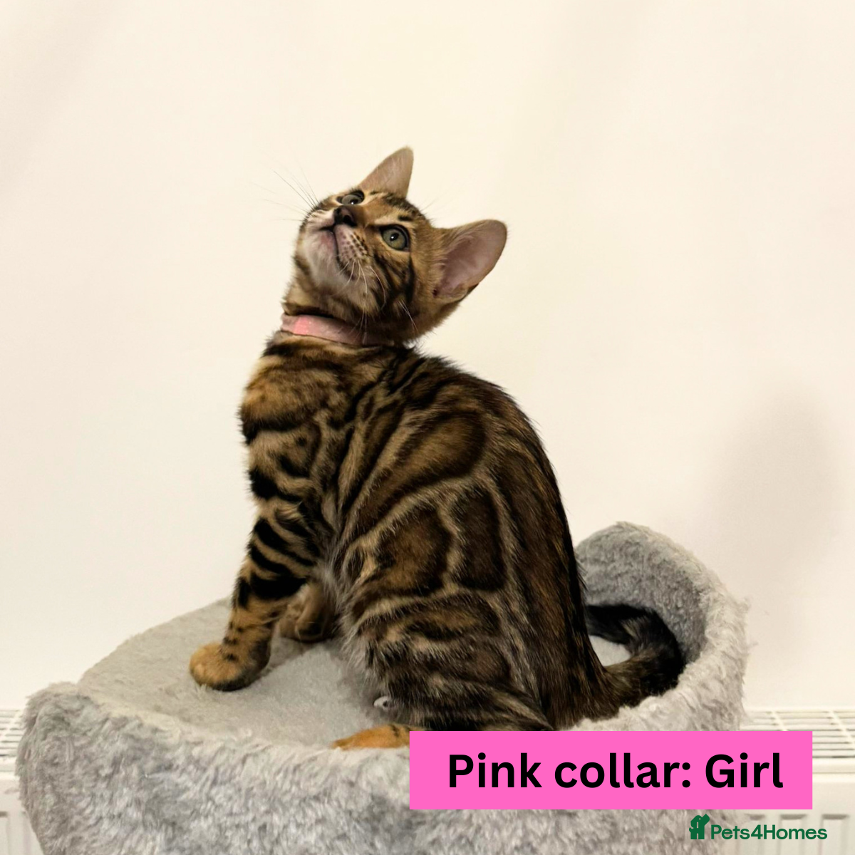 Bengal cats Luxury 5-Generation-Pedigree Bengal Kittens - Advert 2