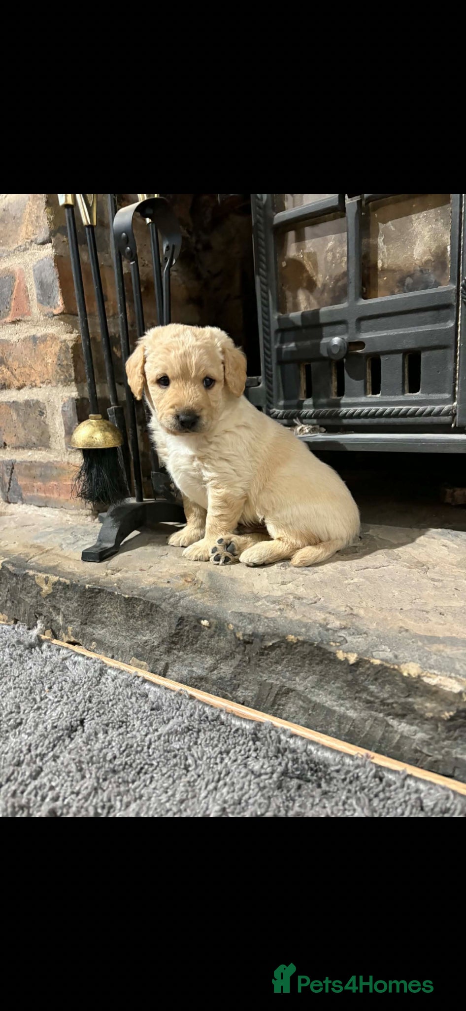 Labradoodle dogs F1 labradoodle pups by health tested parents - Advert 1