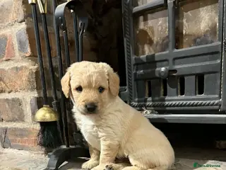 Labradoodle dogs F1 labradoodle pups by health tested parents - Advert 9