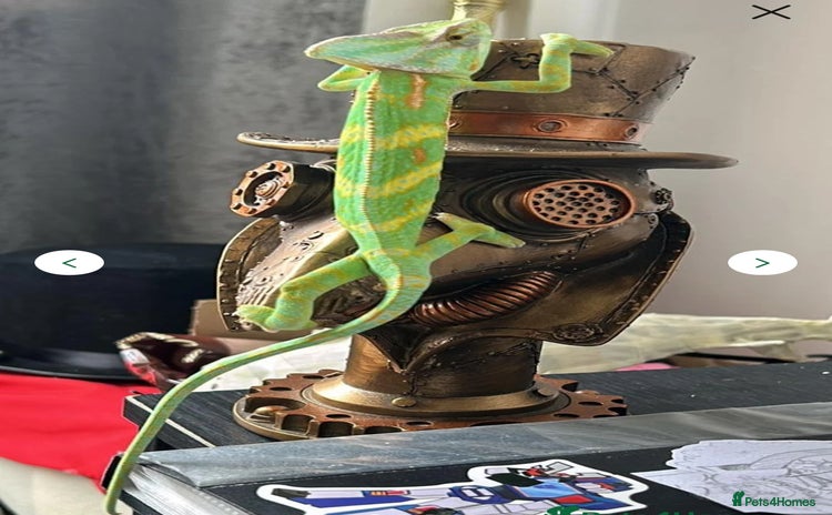 Chameleon reptiles - Advert 1