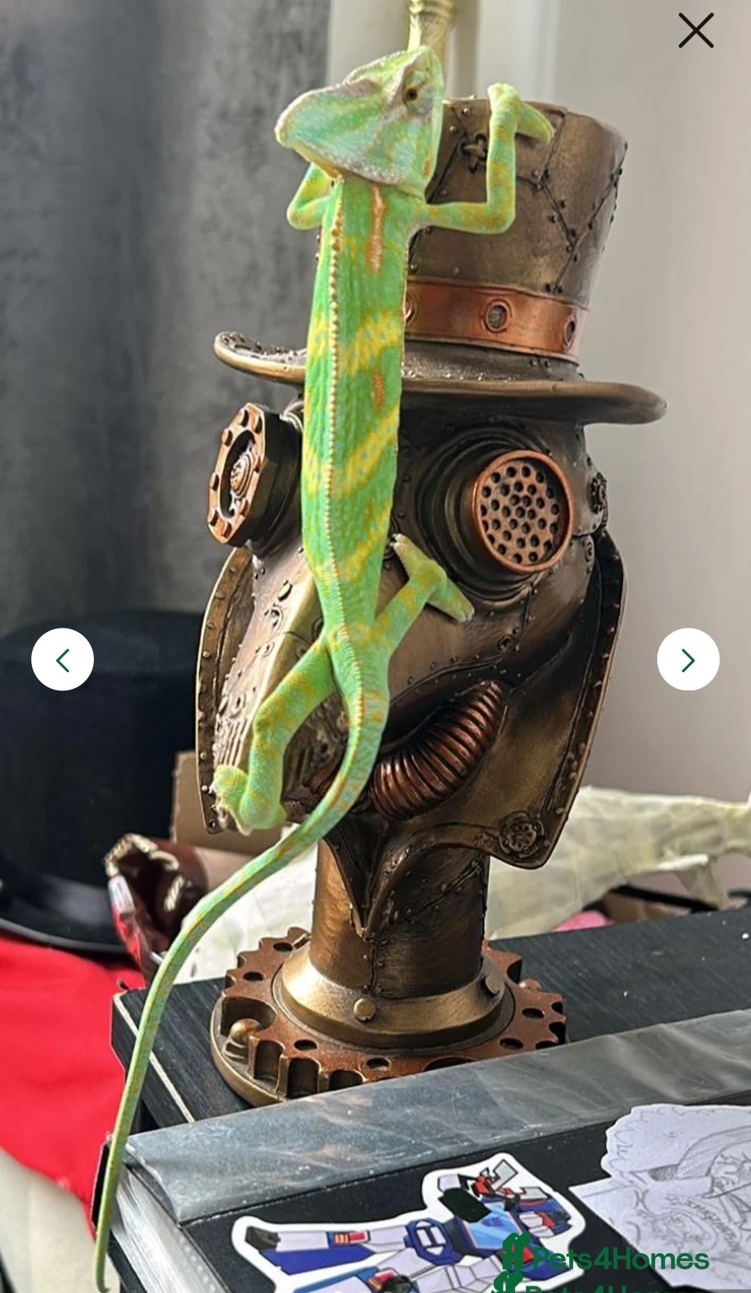 Chameleon reptiles for sale: Male chameleon loki  - Image 1