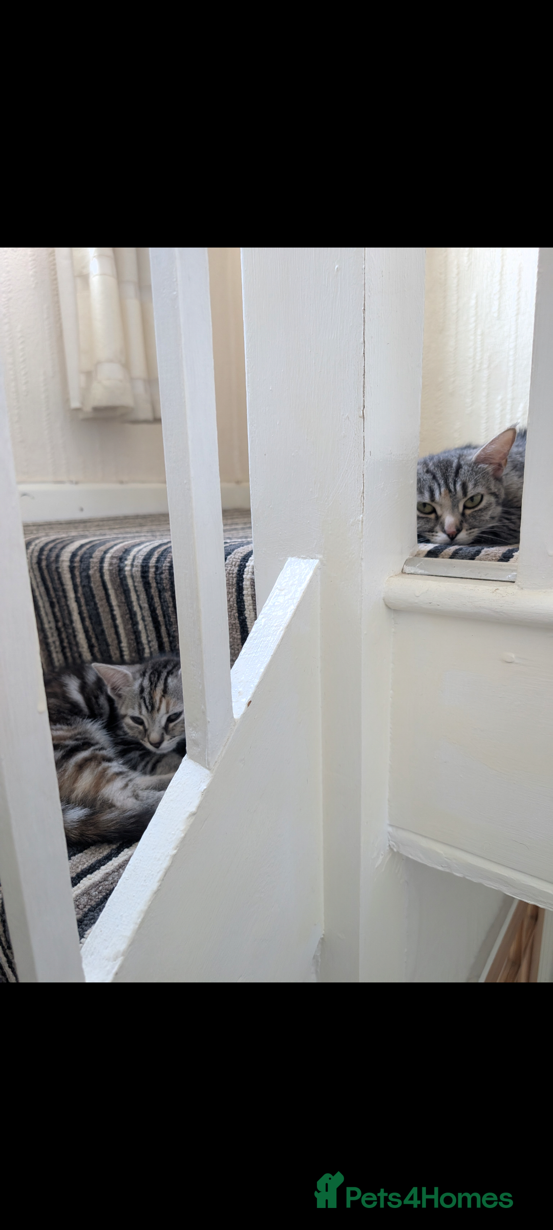 Domestic Shorthair cats for sale: Bonded Mum&Baby Cats Looking for a Loving New Home - Image 3