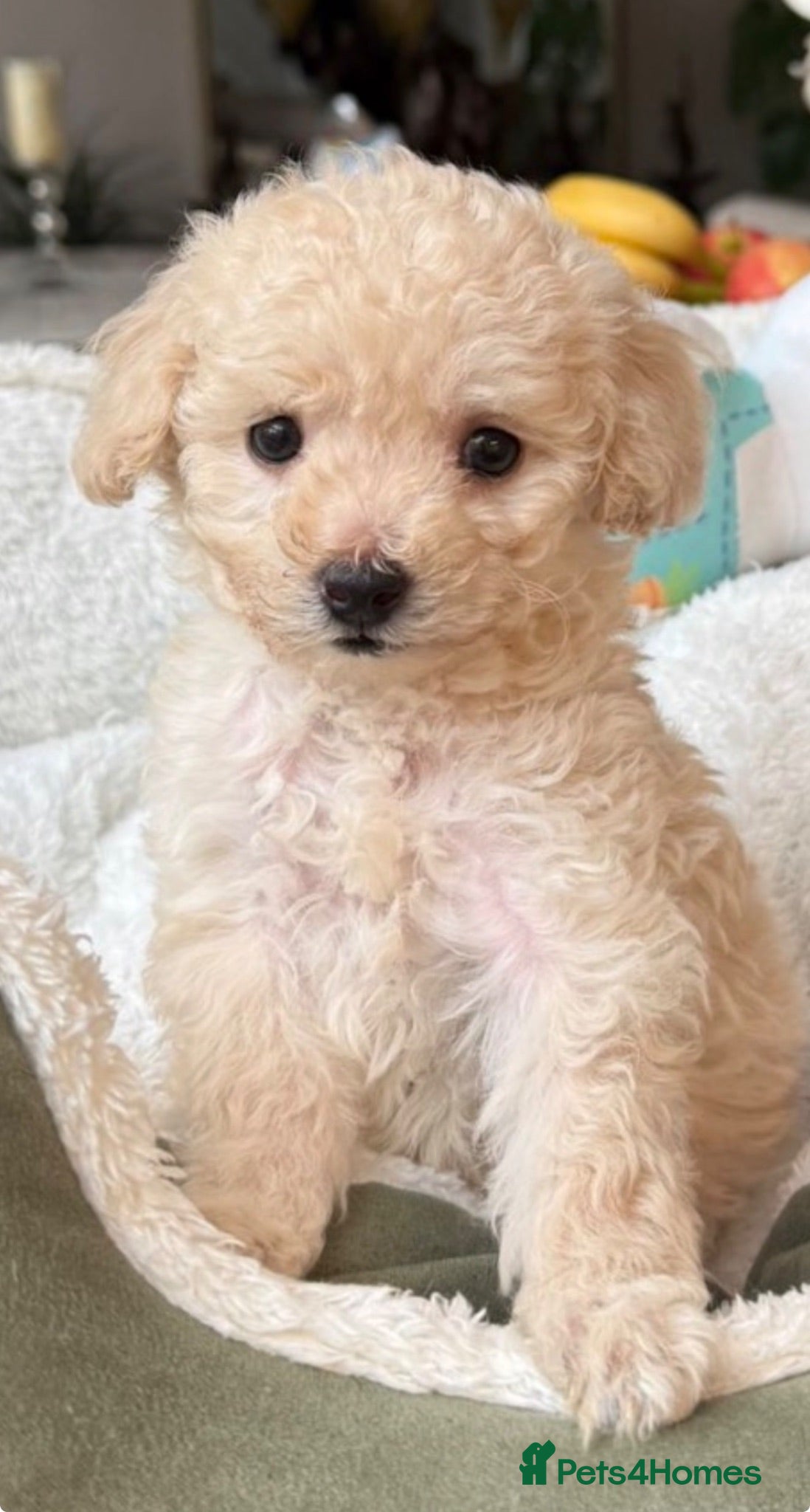 Toy Poodle dogs Already trained little Toy Poodles 🐶🐶 - Advert 2