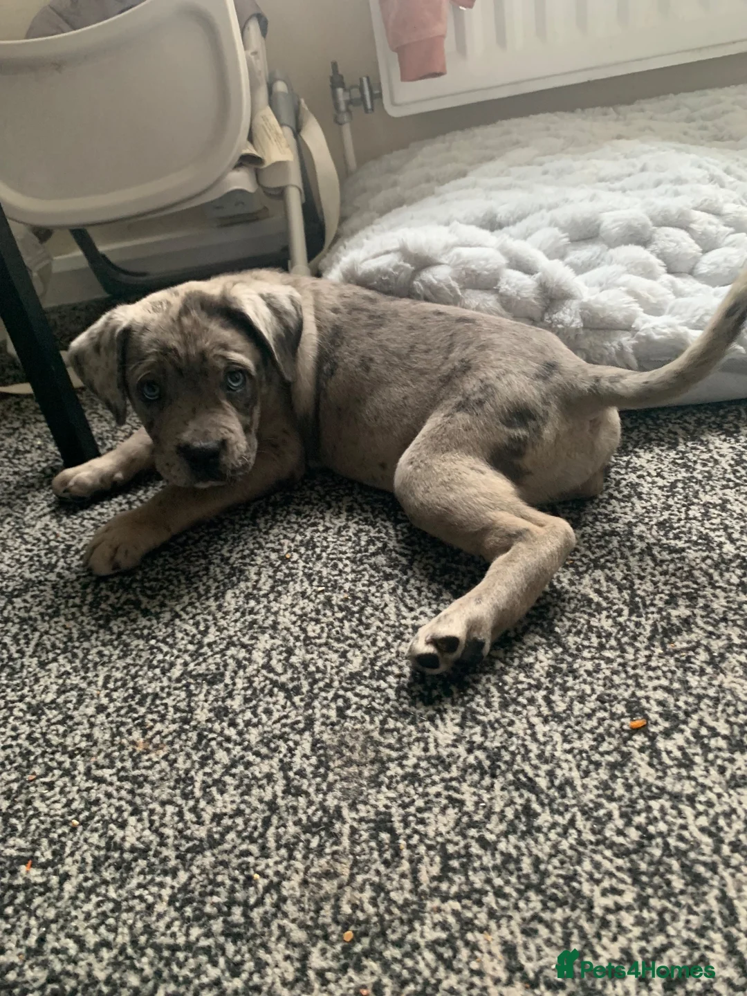 Cane Corso dogs for sale: Cane Corso Merle - Advert 2
