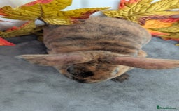 Rex rabbits for sale: Mini rex ready to reserve  - Image 4