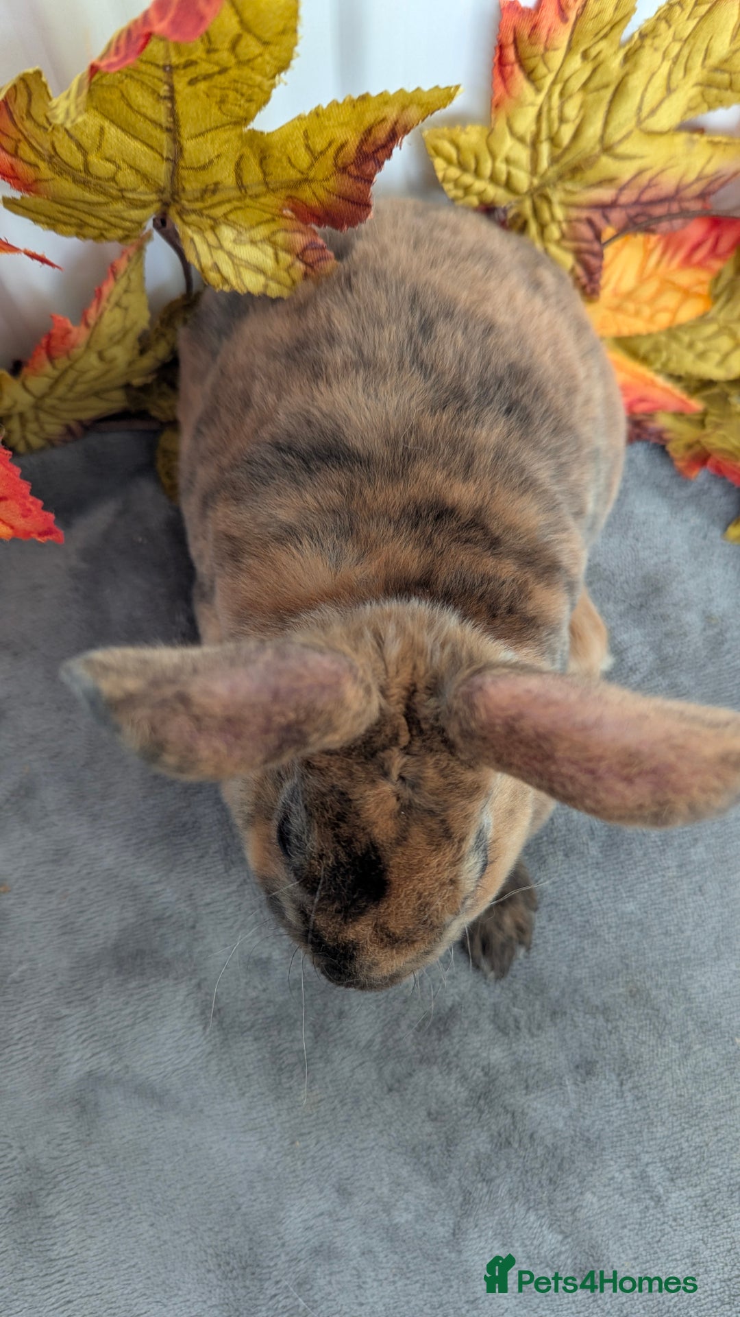 Rex rabbits for sale: Mini rex ready to reserve  - Image 4