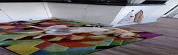 Labrador Retriever dogs for sale: 8 month old labrador Retriever  - Advert 5