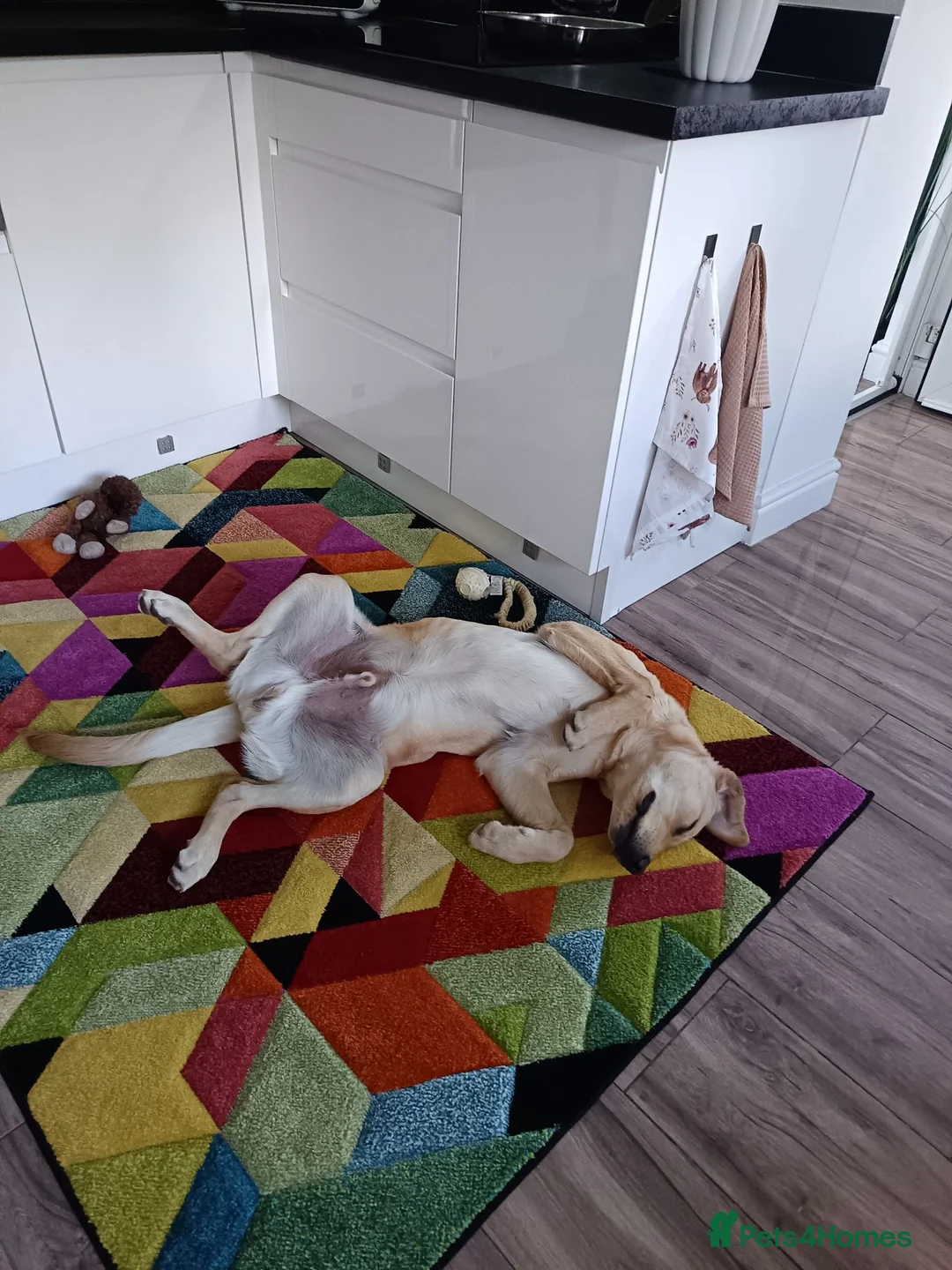 Labrador Retriever dogs for sale: 8 month old labrador Retriever  - Advert 5