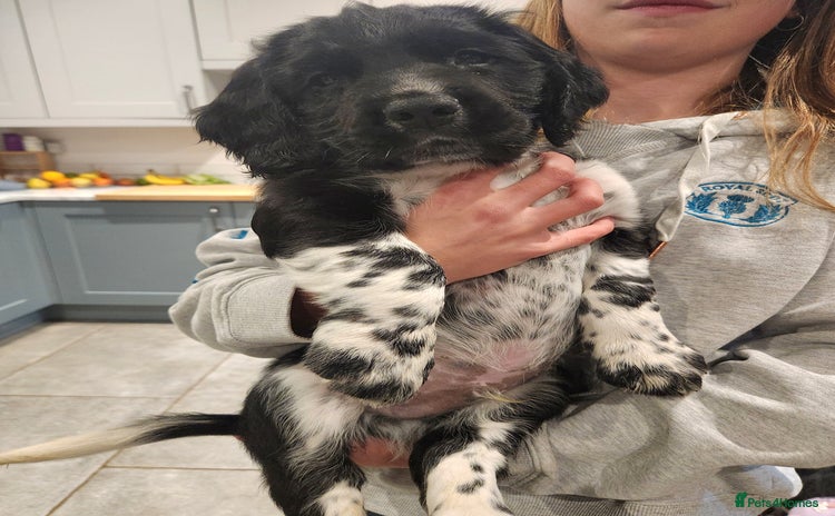 English Springer Spaniel dogs - Advert 1