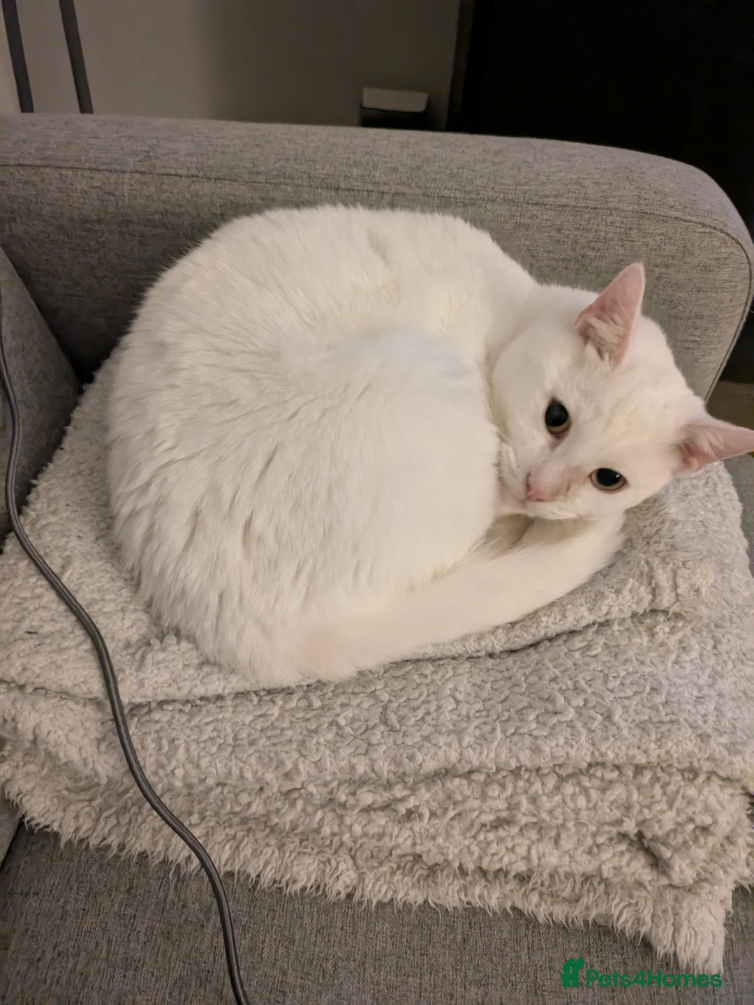 Mixed Breed cats for sale: White Male Moggie Cat Looking for a Forever Home - Advert 6