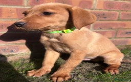 Labrador Retriever dogs for sale: Fox Red Labrador’s  - Image 13