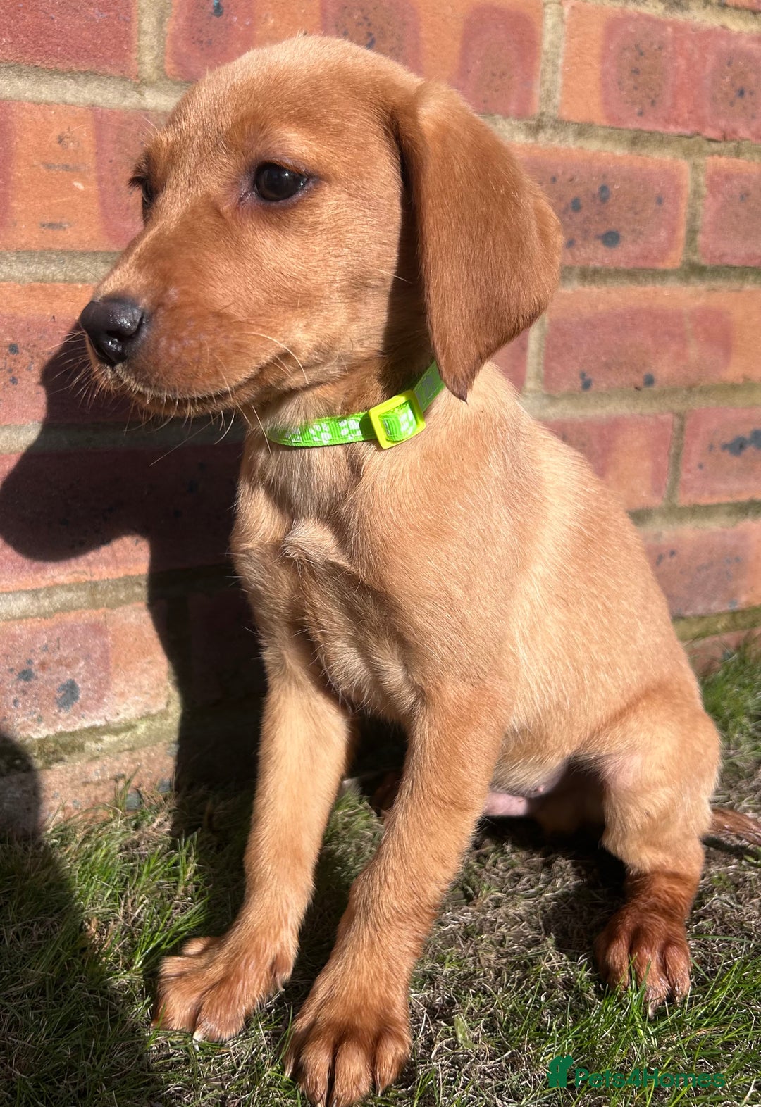 Labrador Retriever dogs for sale: Fox Red Labrador’s  - Image 13