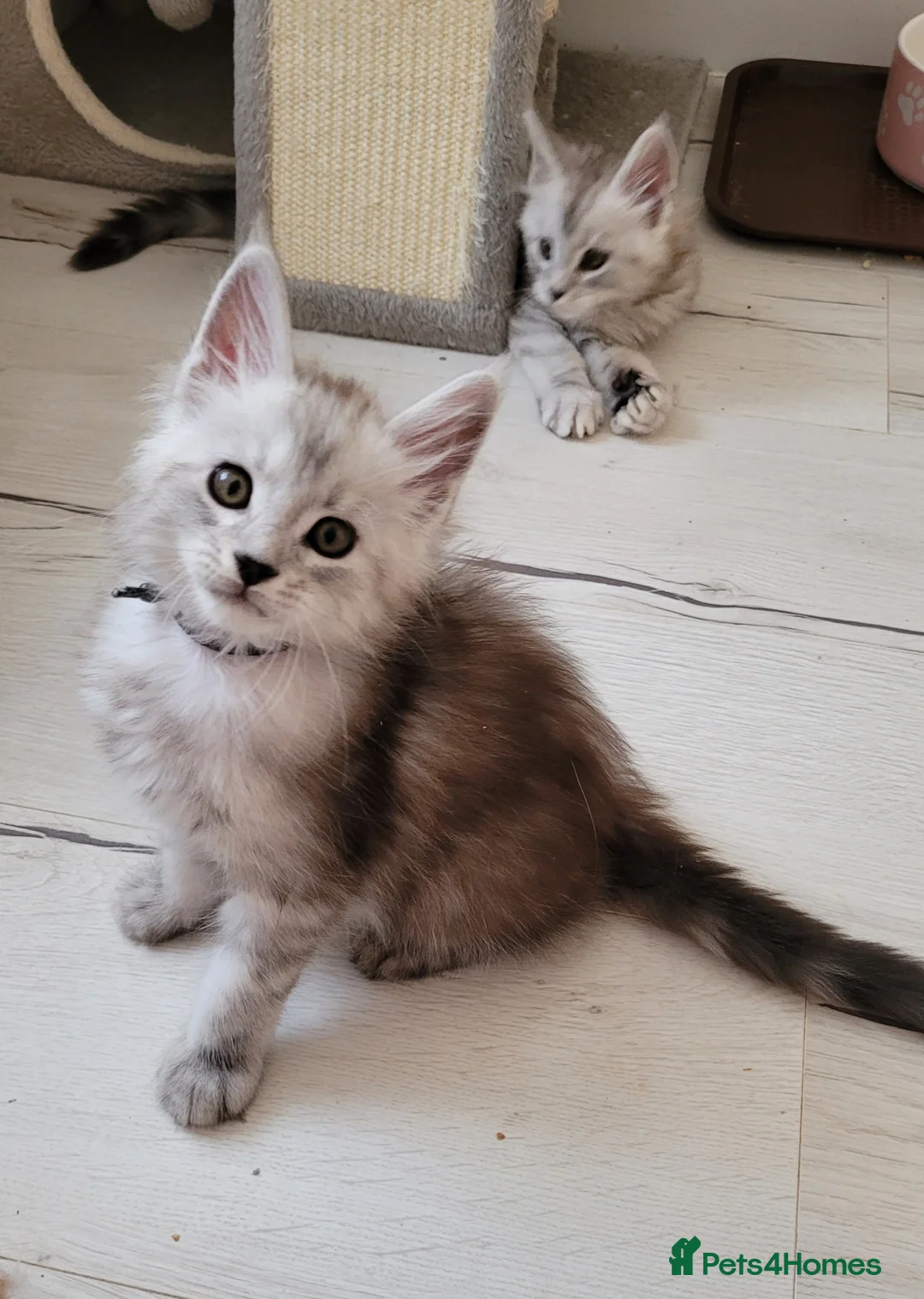 Maine Coon cats for sale: Tica registered Maine coon kittens  - Advert 15