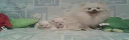 Pomeranian dogs for sale: White/cream Pomeranian puppies  - Advert 2