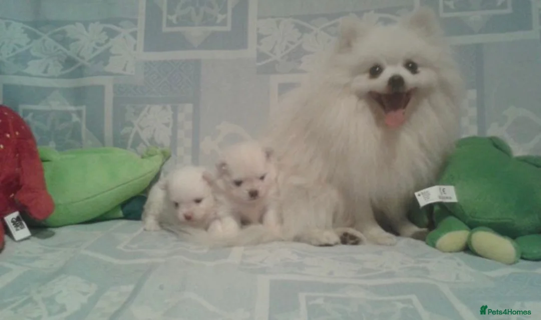 Pomeranian dogs for sale: White/cream Pomeranian puppies  - Advert 2