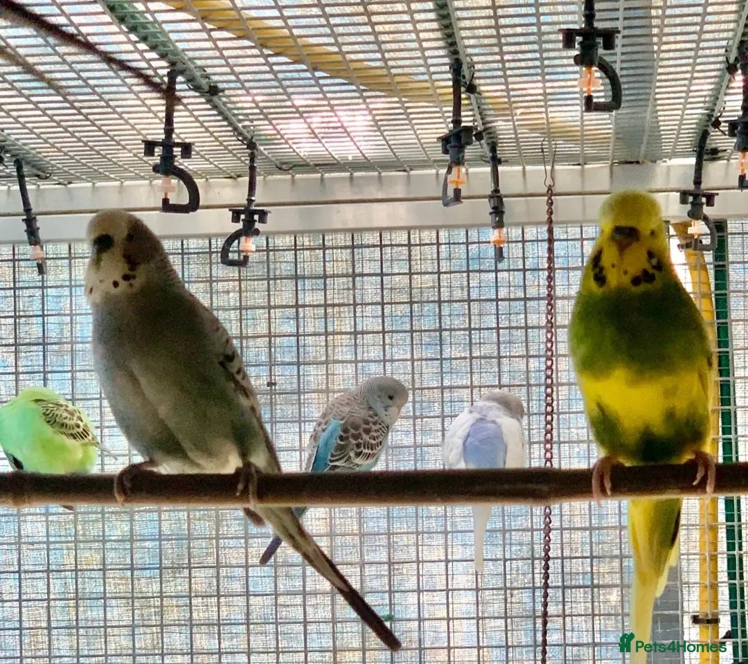Budgerigars birds Baby tammed budgies for sale  - Advert 1