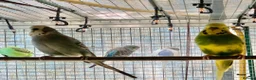 Budgerigars birds for sale: Baby tammed budgies for sale  in Windlesham - Advert 1