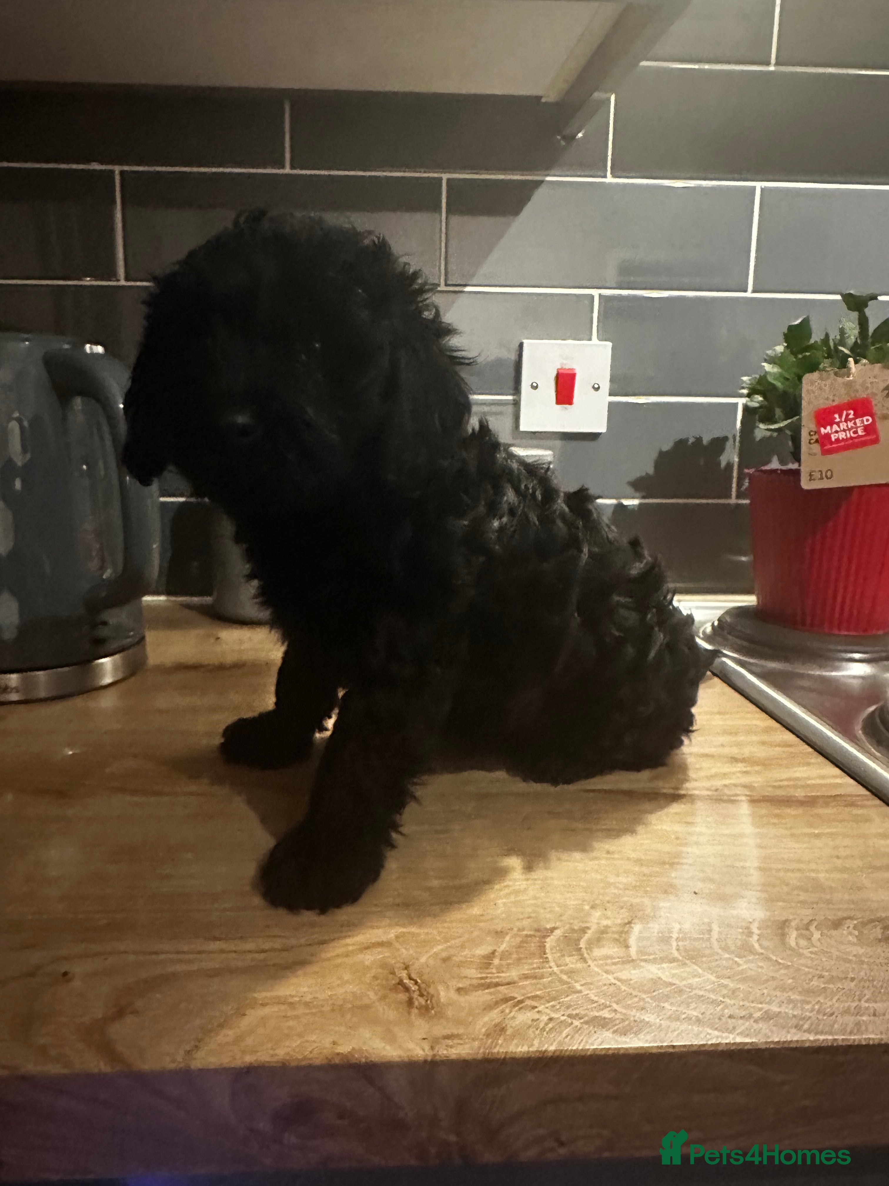 Cockapoo dogs !!Ready to leave!! Cockapoo pups - Advert 4