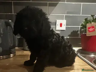 Cockapoo dogs !!Ready to leave!! Cockapoo pups - Advert 4