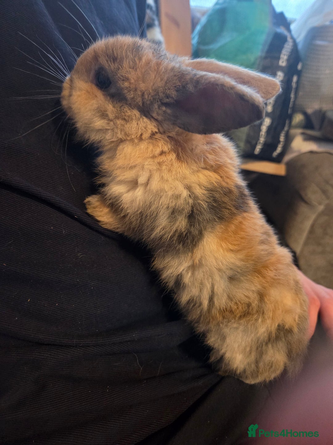 Mini Lop rabbits for sale: 🐰 Mini Lop Rabbits – Loving Homes Wanted 🏡 - Image 6