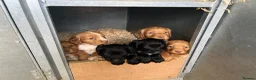 Cocker Spaniel dogs for sale: Stunning litter of cocker spaniels pups  in Ruthin - Advert 6