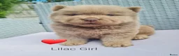 Chow Chow dogs for sale: Quality chow chow puppies.  - Advert 14