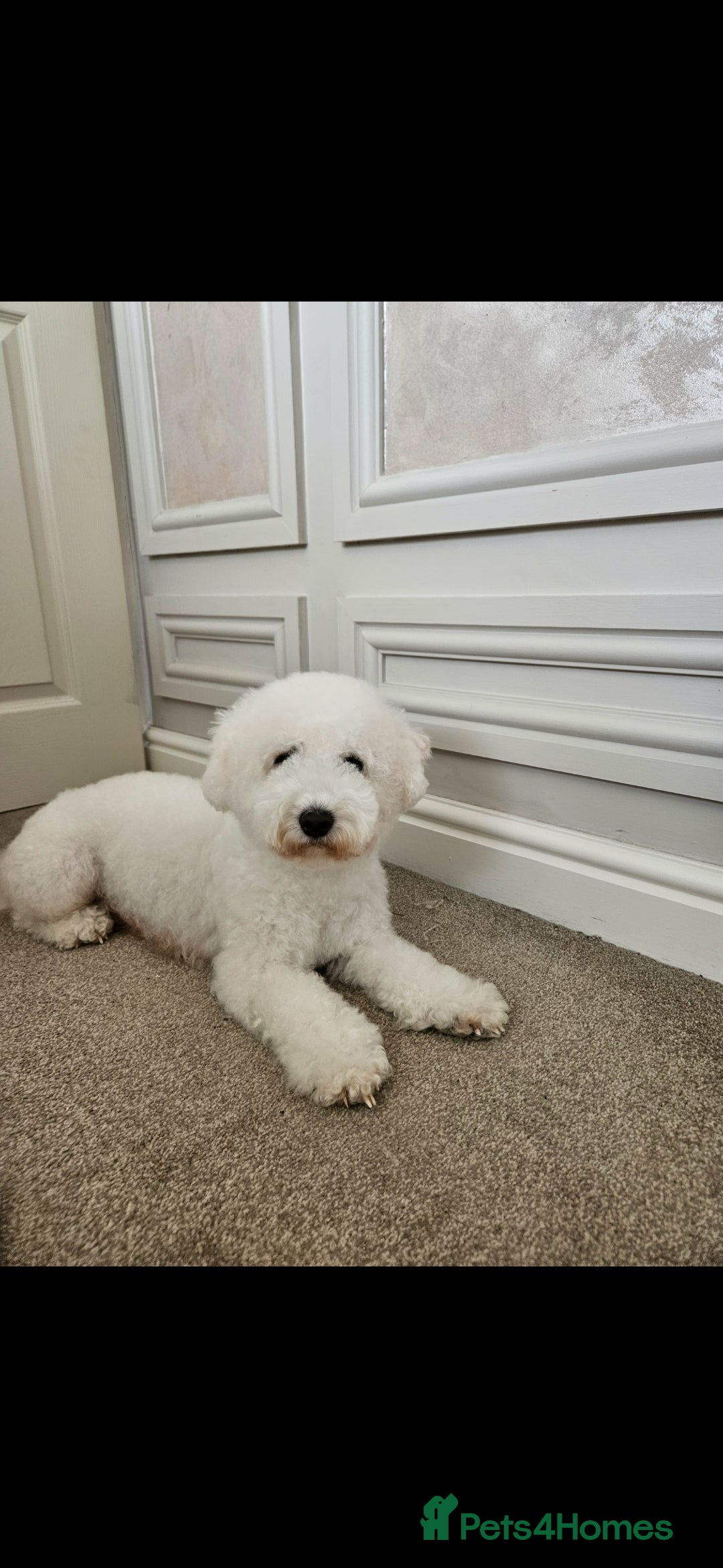 Bichon Frise dogs for sale: Pure Bred Bichon Frise Puppies  - Advert 3