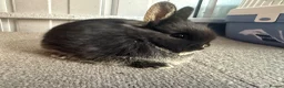 Netherland Dwarf rabbits for sale: Pure Bred Netherland Dwarf Rabbits - Advert 7