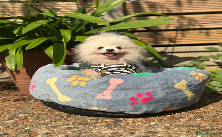 Pomeranian dogs in London - Advert 5