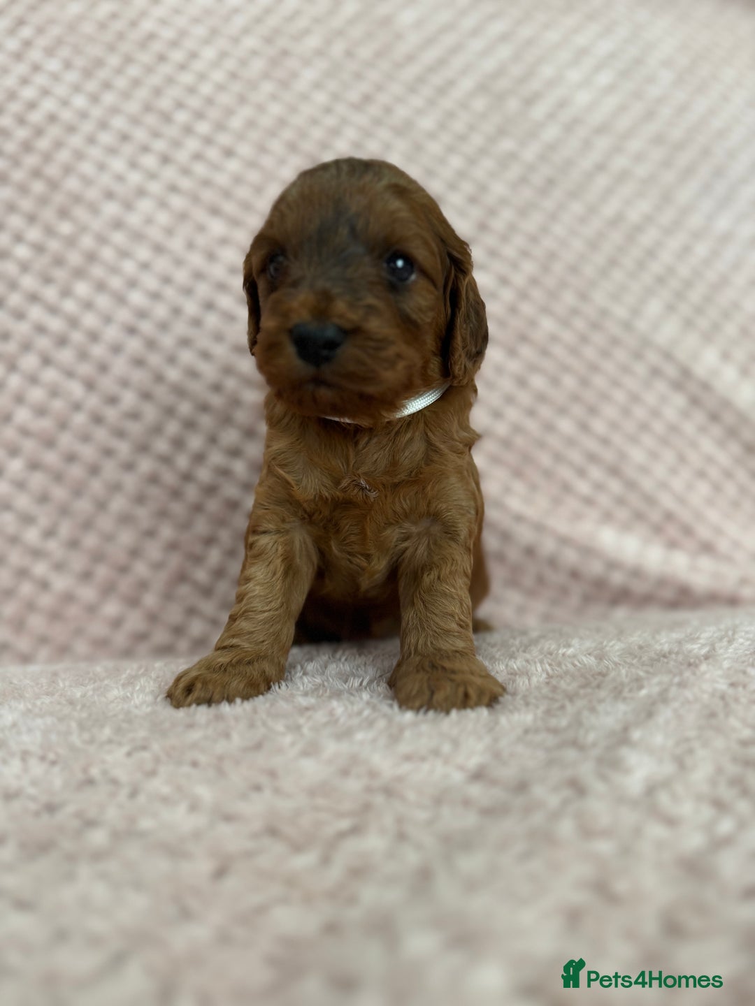 Cockapoo dogs for sale: Beautiful Cockapoos puppies - fully health tested  - Advert 13