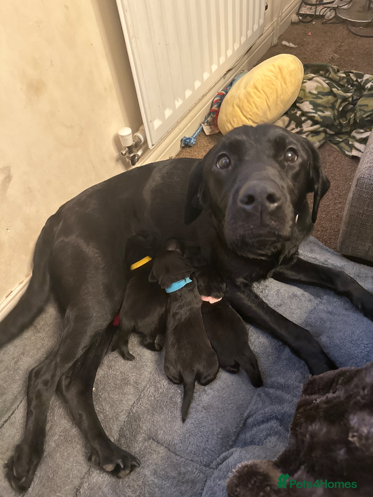 Mixed Breed dogs Black Labrador puppies - Advert 5