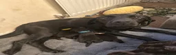 Mixed Breed dogs for sale: Black Labrador puppies in Swindon - Advert 1