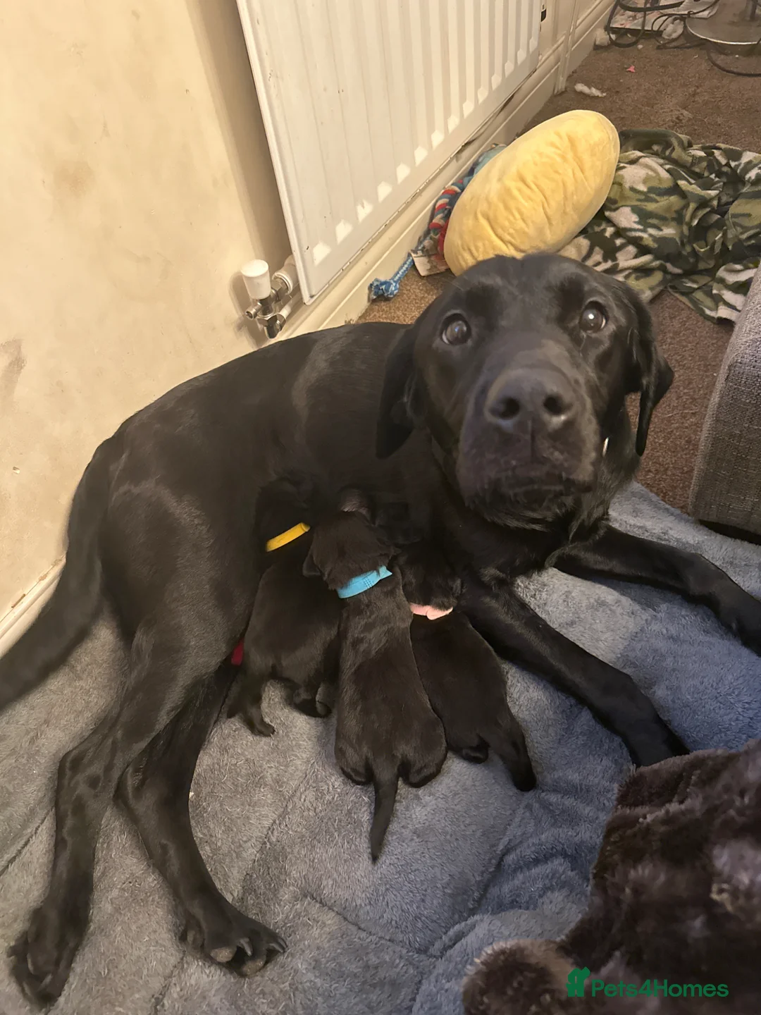 Mixed Breed dogs for sale: Black Labrador puppies in Swindon - Advert 1