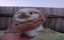 English Lop rabbits for sale: Baby Rabbits - Image 1