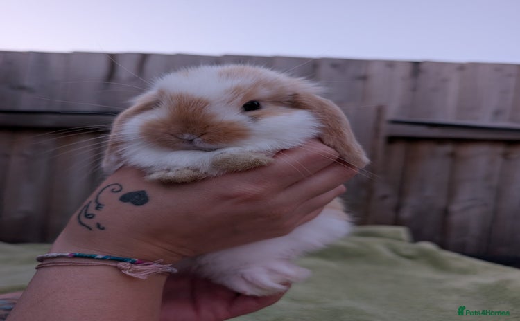 English Lop rabbits - Advert 16