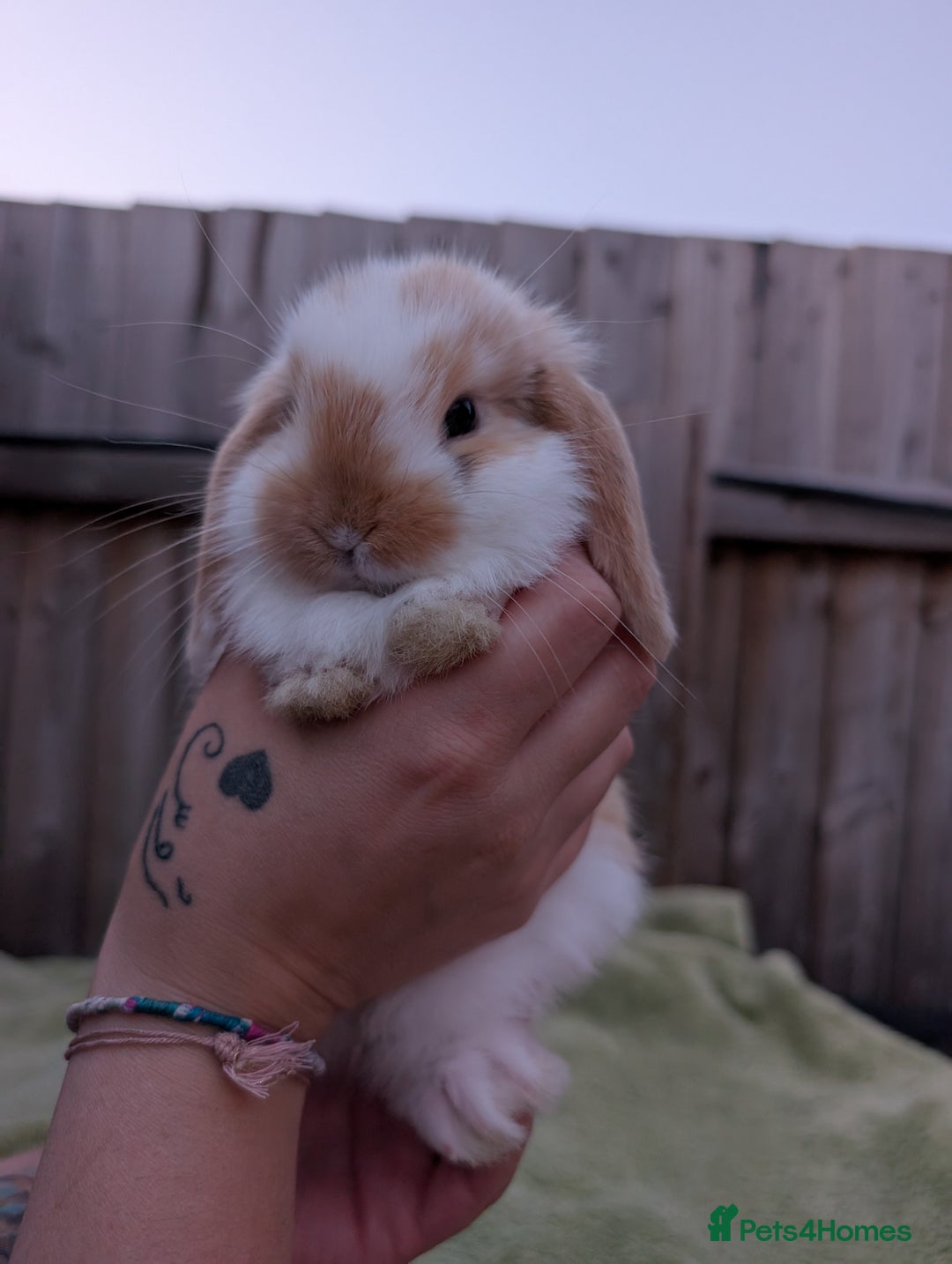 English Lop rabbits for sale: Baby Rabbits - Image 1