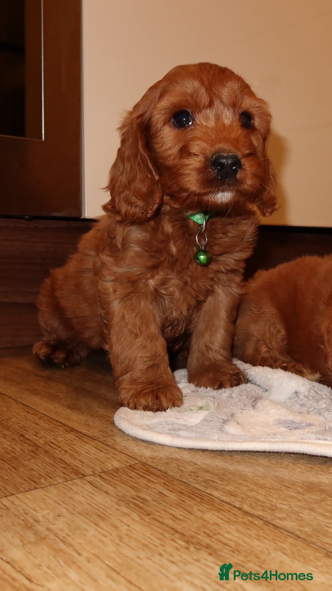 Cockapoo dogs Red cockapoo puppies  - Advert 2