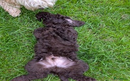 Labradoodle dogs for sale: 🐾Stunning Mini Labradoodle F1b Pups DNA Check🐾  - Image 6