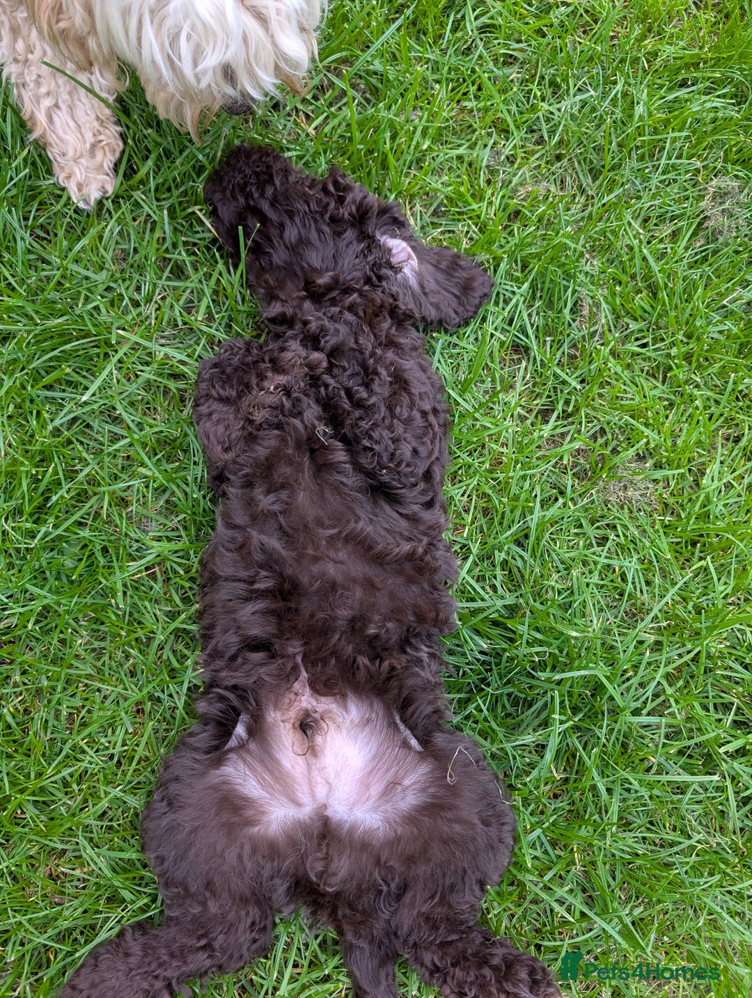 Labradoodle dogs for sale: 🐾Stunning Mini Labradoodle F1b Pups DNA Check🐾  - Image 6